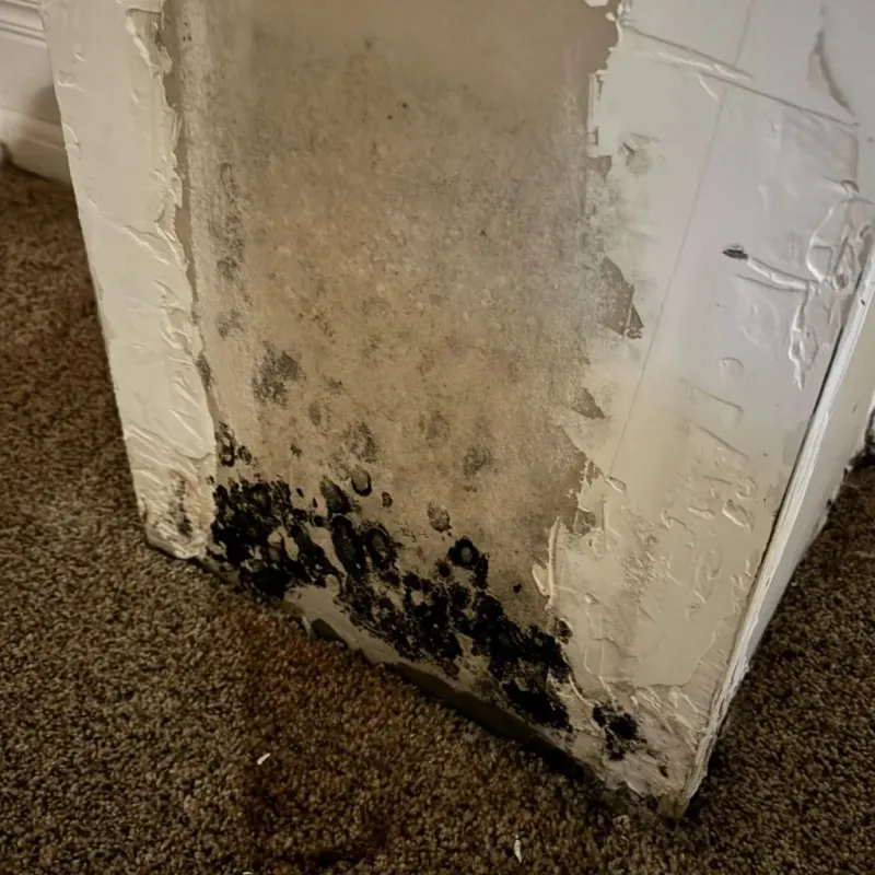 Professional Mold Removal in Castaic, CA